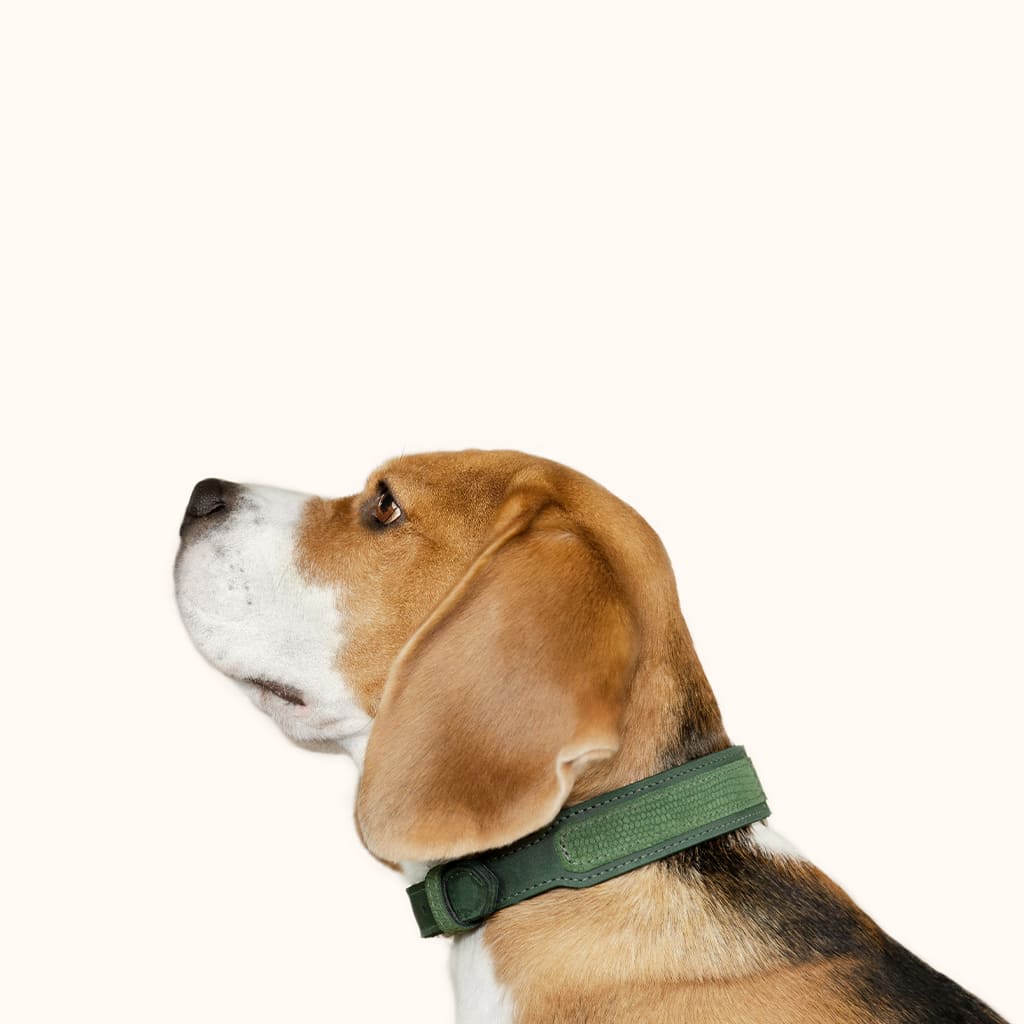 halsbaender-leder-gruen-praegeleder-fuergrossehunde