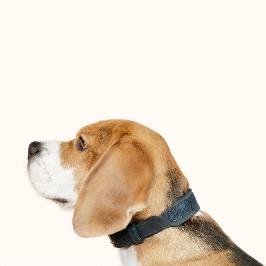 halsbandhund-breit-blau-miramare