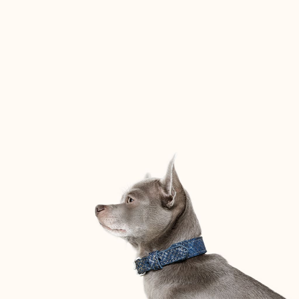 blau-leder-halsband-edelstahl-kleinehunde