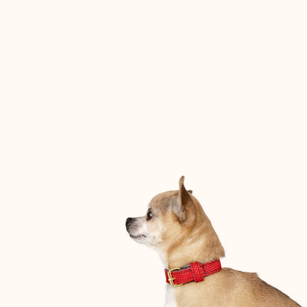 kleinerhund-halsband-chizzola-gold-messing-rot-schwarz