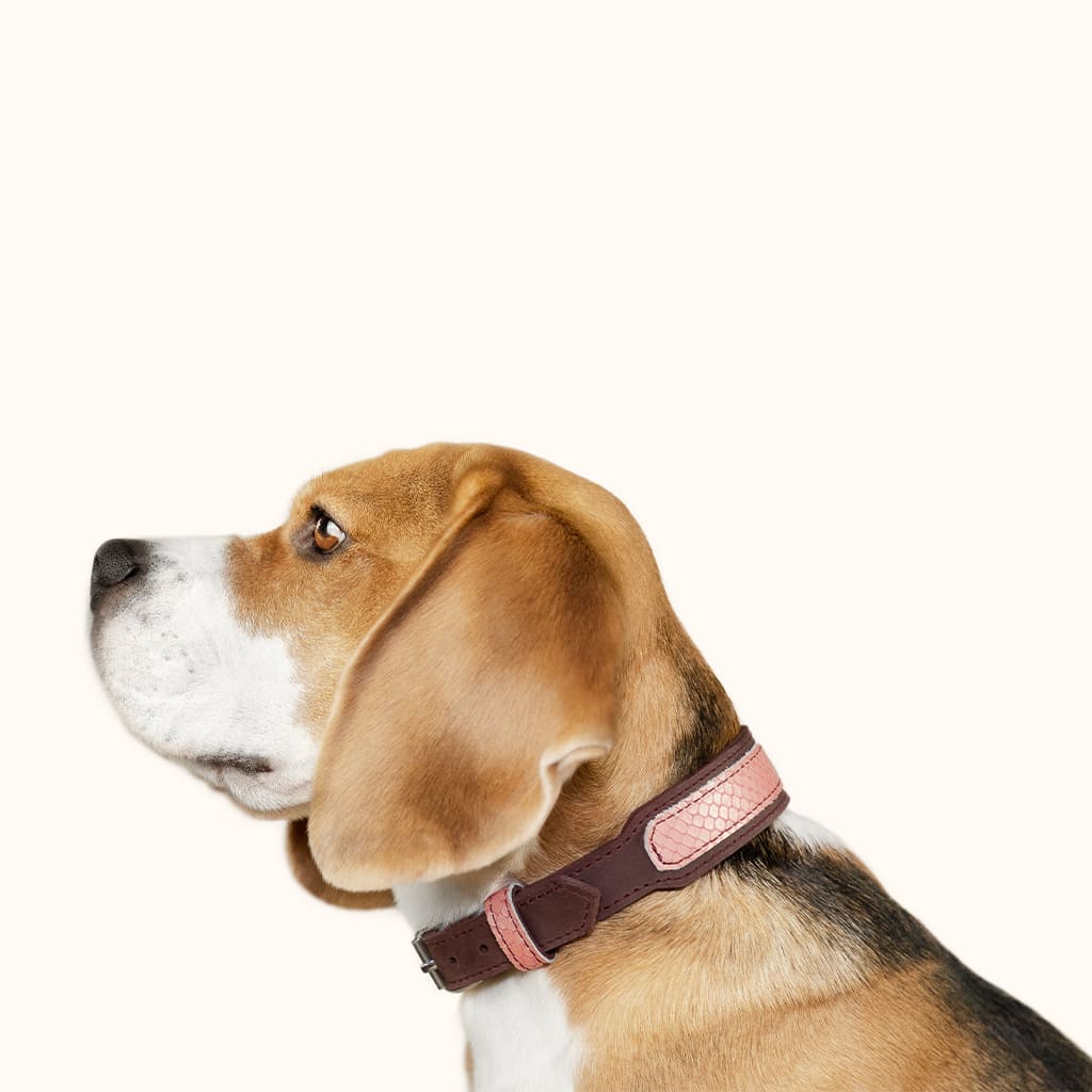 hundehalsbaender-grossehunde-rosa-hund