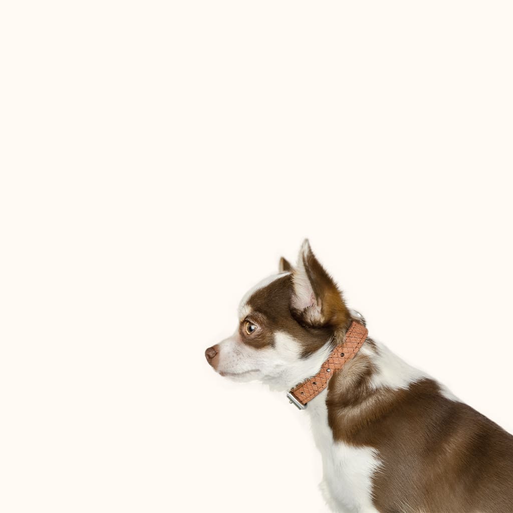 exklusivehalsbaender-braun-leder-kleinehunde